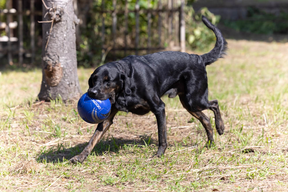 犬の整体 KiaOra様の撮影