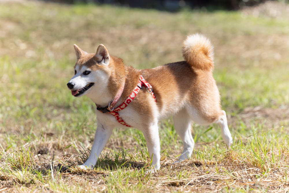 犬の整体 KiaOra様の撮影