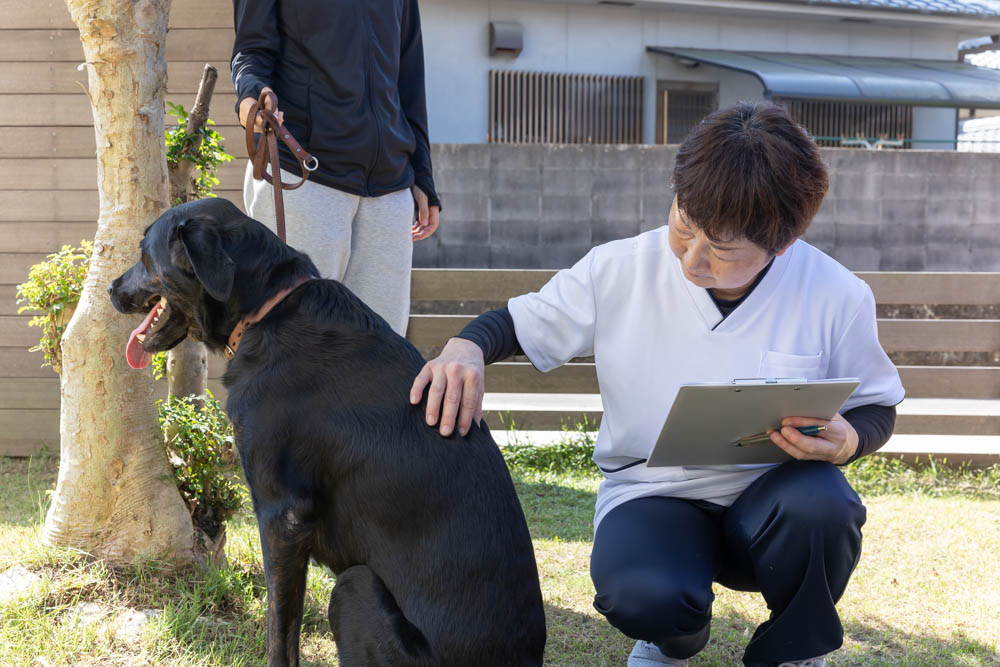 犬の整体 KiaOra様の撮影