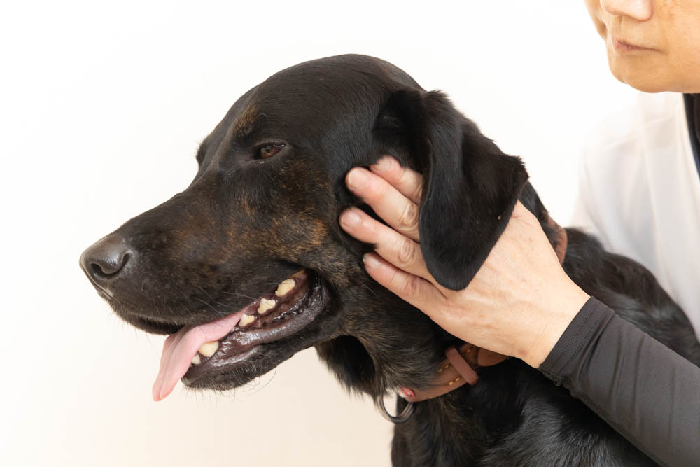 犬の整体 KiaOra様の撮影