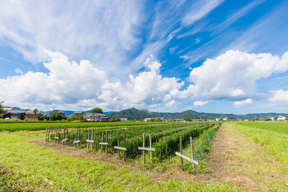 野村フラワーフラワー様の撮影